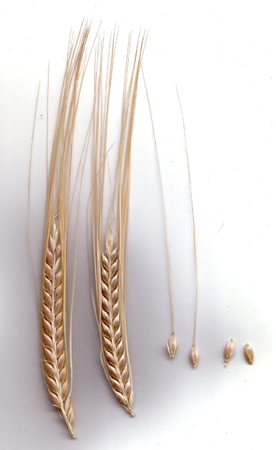 035_harvest_ripe_domesticated_2_row_27mar05_1