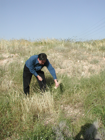 038_alon_junction_harvesting_ripe_barley_2005mar27_1.jpg