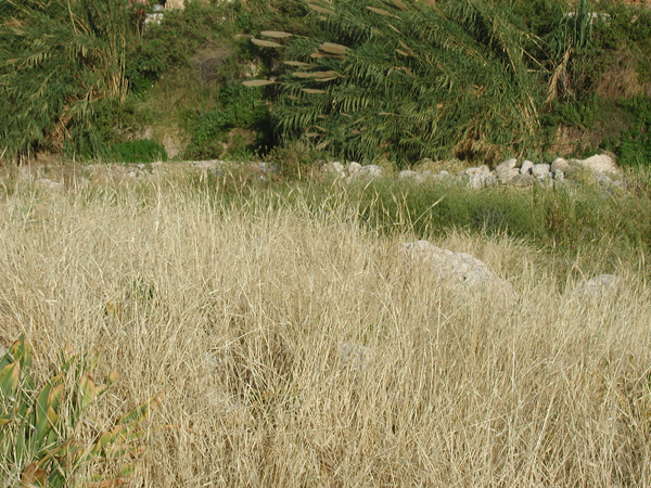 047_ein_mabua_harvest_ripe_barley_fields_2.jpg