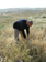 039_alon_junction_harvesting_ripe_barley_2005mar27_2