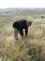 040_alon_junction_harvesting_ripe_barley_2005mar27_3