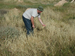 041_alon_junction_harvesting_ripe_barley_2005mar27_4