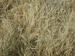 042_alon_junction_harvest_ripe_barley_2005mar27_1