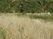047_ein_mabua_harvest_ripe_barley_fields_2