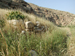 049_ein_mabua_lower_terrace